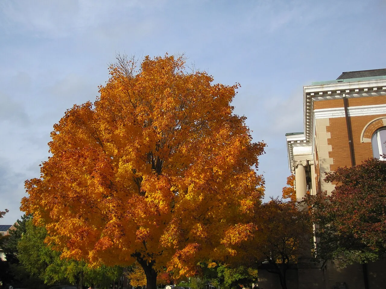 North Central College