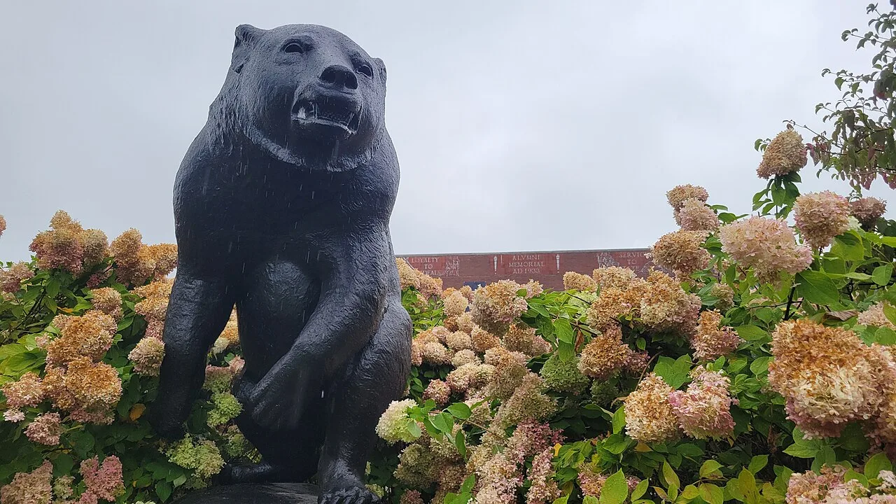 University of Maine